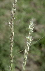Arrhenatherum-elatius5