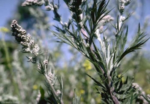 Artemisia-verlotiorum2