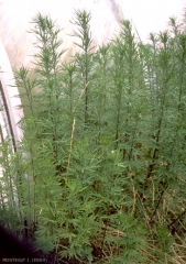 Artemisia-verlotiorum3