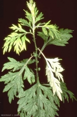 Artemisia-verlotiorum4