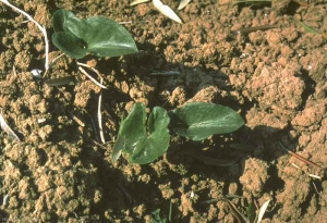 Arisarum-vulgare
