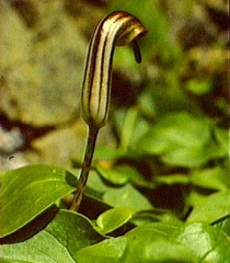 Arisarum-vulgare3