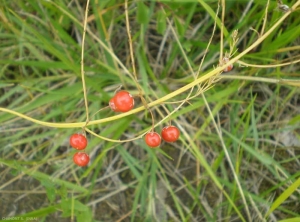 asparagus-officinalis3