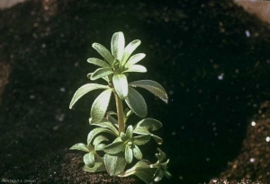 Asperula-arvensis