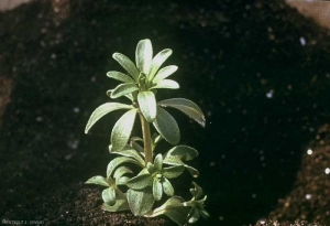 Asperula-arvensis
