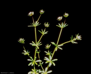 Asperula-arvensis2