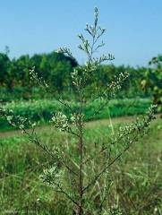 Symphyotrichum-squamatum5