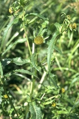 bidens-cernua