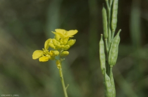 Brassica-nigra3