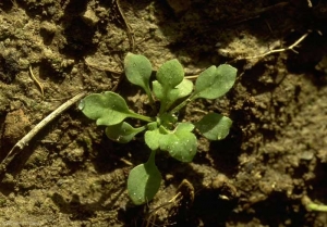 Capsella-bursa-pastoris