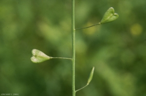 Capsella-bursa-pastoris4