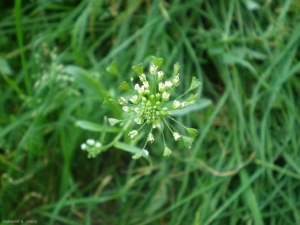 Capsella-bursa-pastoris6