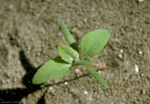 Chenopodium-album4