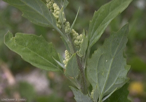 Chenopodium-album6