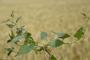 Polygonum-convolvulus5