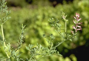 Fumaria-officinalis4