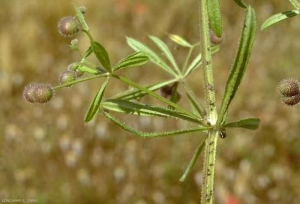 Galium-aparine2