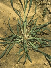 Echinochloa-crus-galli4