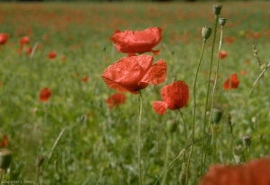 Papaver-rhoeas1