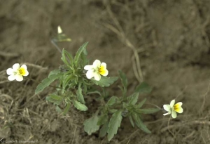 viola-tricolor5