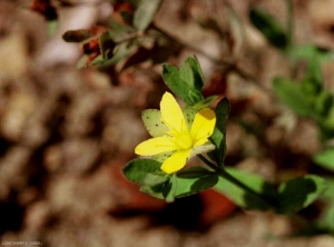 Hypericum-humifusum4