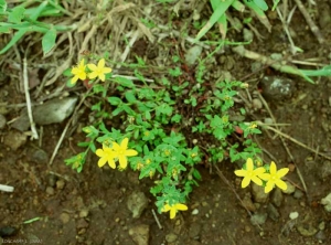 Hypericum-humifusum5