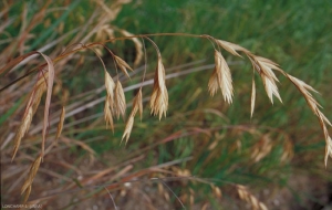 bromus_commutatus2