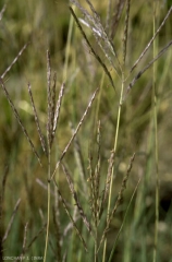 Bothriochloa-ischaemum3