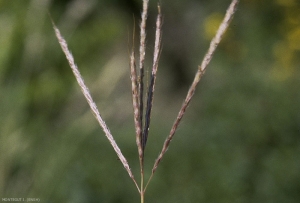 Bothriochloa-ischaemum4