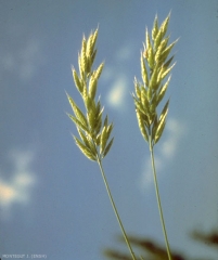 Bromus-lanceolatus2