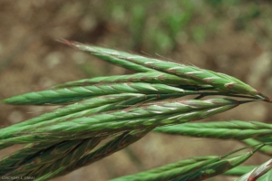 Bromus-lanceolatus3