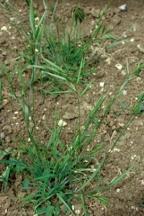 Bromus-lanceolatus4