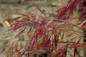 Bromus-madritensis4