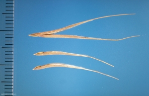 bromus-sterilis