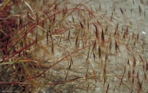 bromus-sterilis2