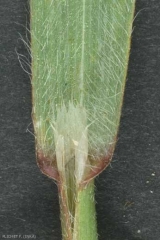 bromus-sterilis3