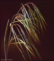Bromus-tectorum2
