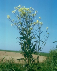 Bunias-orientalis2