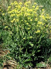 Bunias-orientalis3