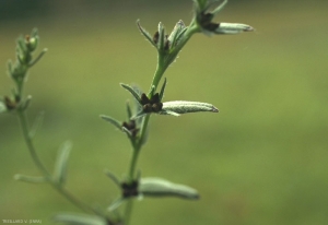 Buglossoides-arvensis4