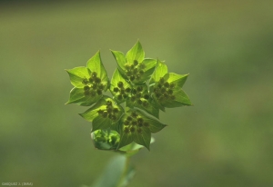 Bupleurum-rotundifolium5