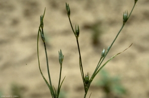 Juncus-bufonius2