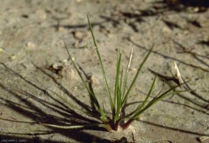 Juncus-bufonius5