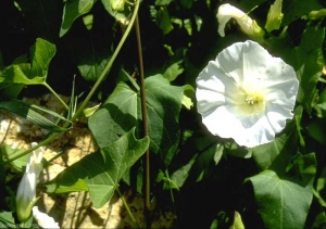 Calystegia-sepium4