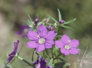 Legousia-speculumveneris2