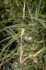 carex-hirta2