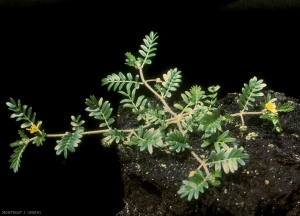 Tribulus-terrestris3