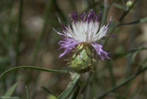 Centaurea-aspera2