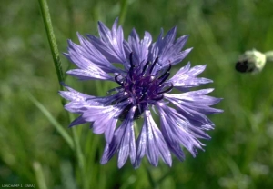 centaurea-cyanus3