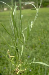 centaurea-cyanus6